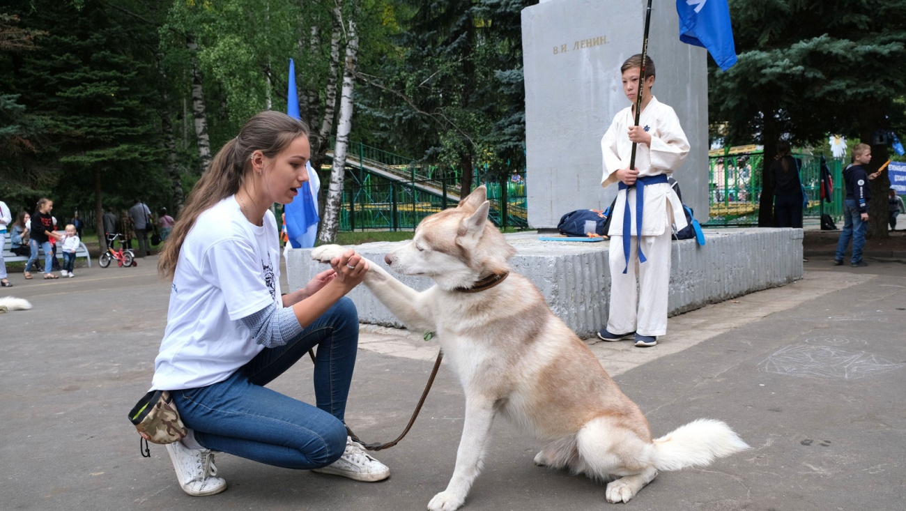 В Йошкар-Оле в субботу пройдёт кинологический праздник «День фронтовой  собаки» | Новости Йошкар-Олы и РМЭ