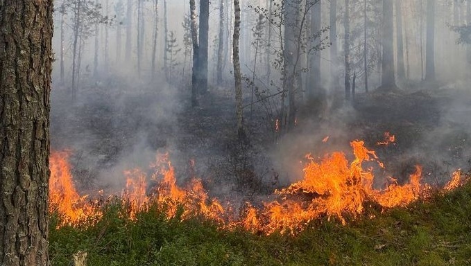 В Марий Эл предупреждают о высокой пожароопасности в лесах