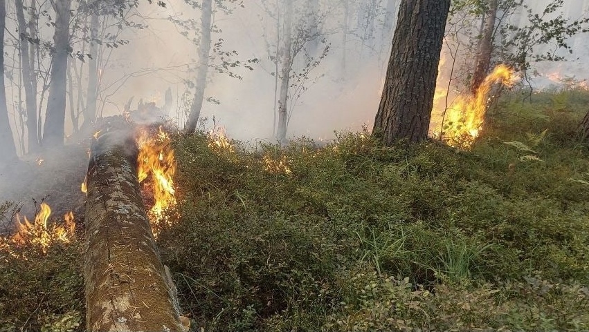В Марий Эл сохраняется чрезвычайная пожароопасность лесов