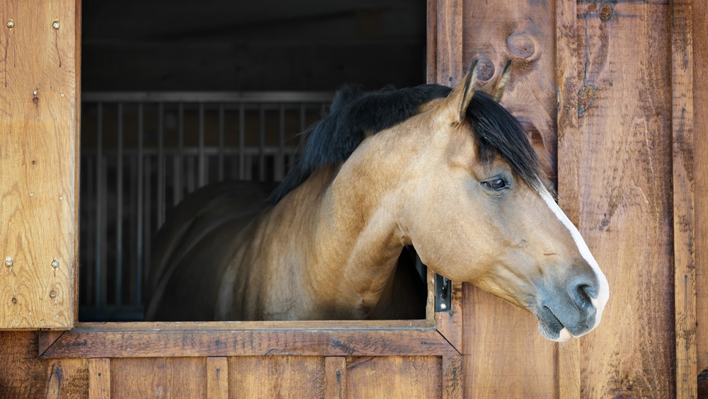 Жительница Марий Эл купила лошадей без ветеринарных документов в Чувашии