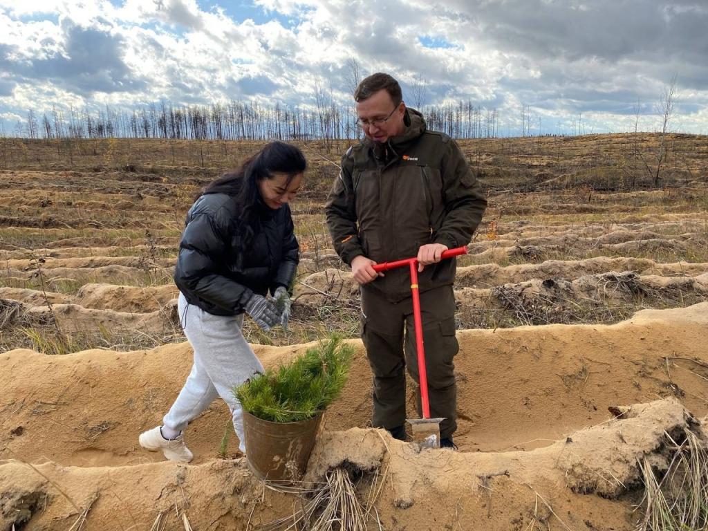 В Марий Эл посадили сосновый бор в рамках Всероссийской акции «Сохраним  лес» | Новости Йошкар-Олы и РМЭ