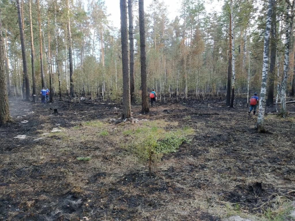 В Марий Эл сейчас тлеют 16 гектаров леса | Новости Йошкар-Олы и РМЭ