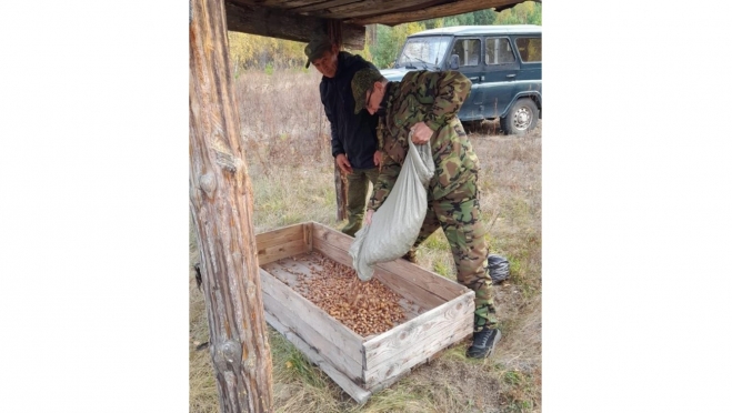 В Марий Эл школьники собрали диким кабанам жёлуди