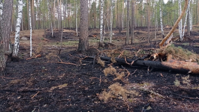 В лесах Звениговского района произошло три пожара