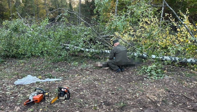 В Волжске будут судить лесоруба, по вине которого погиб молодой человек