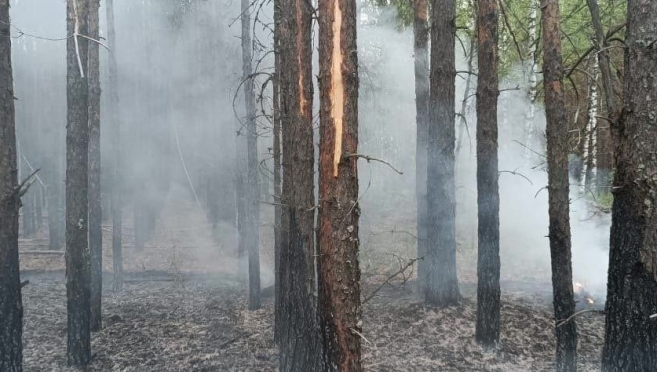В Марий Эл в большинстве лесных пожаров в этом году виноваты грозы