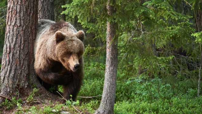 В новом сезоне охотники Марий Эл смогут добыть 165 медведей