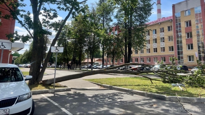 В Йошкар-Оле ночью на парковке ветер повалил дерево