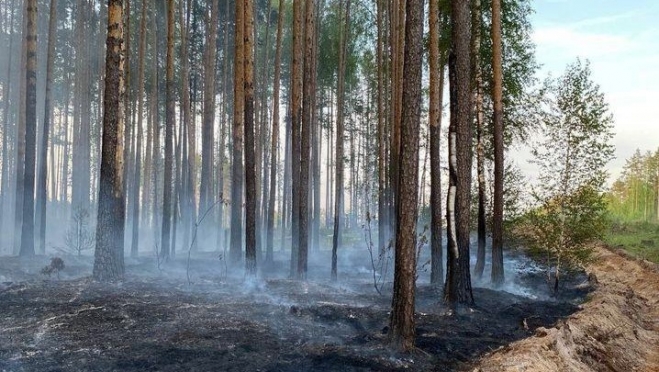 Авиалесоохрана обнаружила лесной пожар в Килемарском районе Марий Эл