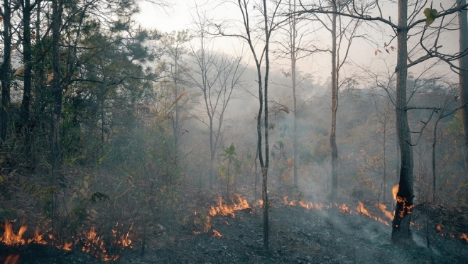 Гроза могла стать причиной лесного пожара в Мари-Турекском районе