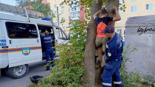 В Йошкар-Оле ребёнок застрял между стволами дерева