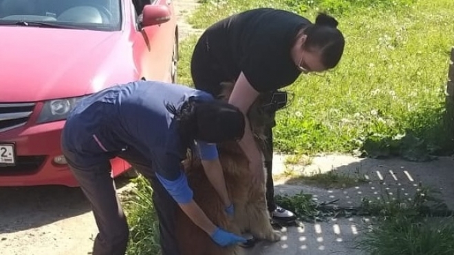 В микрорайоне Звёздный в Йошкар-Оле состоится бесплатная вакцинация животных