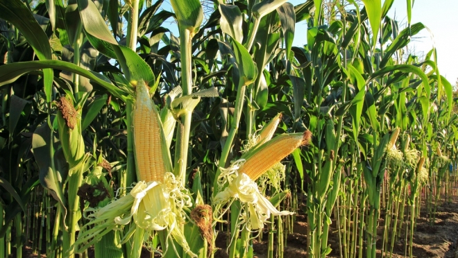 В Марий Эл нашли похитителей 400 початков кукурузы