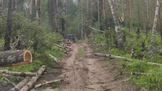 В Марий Эл выявлены хищения ветровальных деревьев