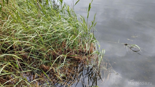 Водохранилище на реке Ошла очистят от иловых отложений и мусора