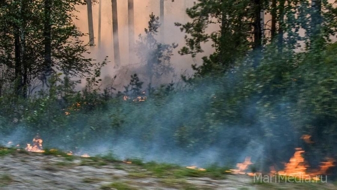 2021 год признан рекордным по площади лесных пожаров в России