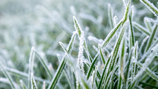 В России заморозки погубили посевы на полях порядка 830 тысяч га