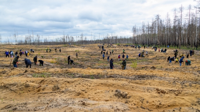 В посадке леса в Марий Эл в этом году приняли участие около 4000 человек