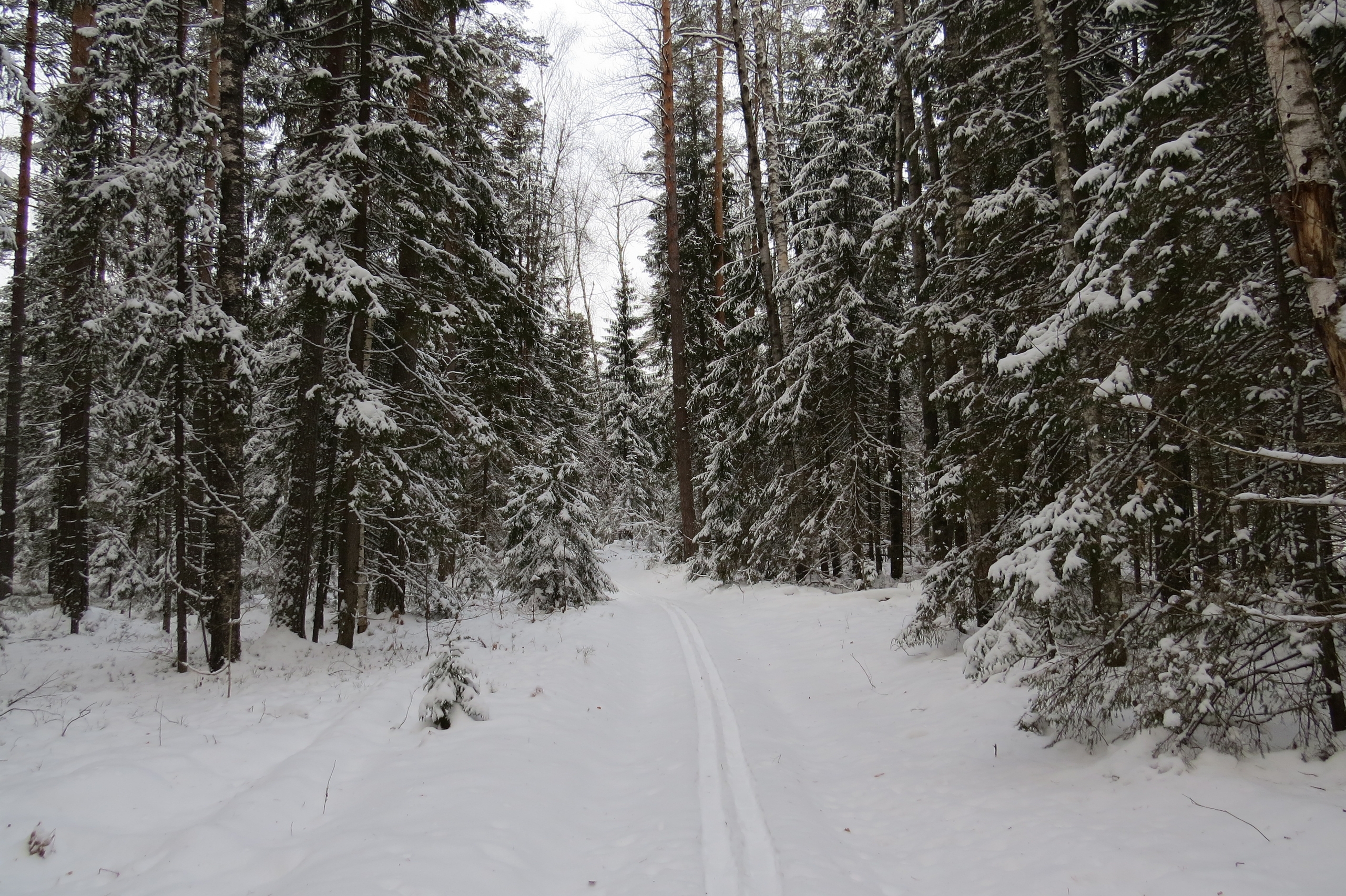 10 советов для тех, кто встречает Новый год на природе