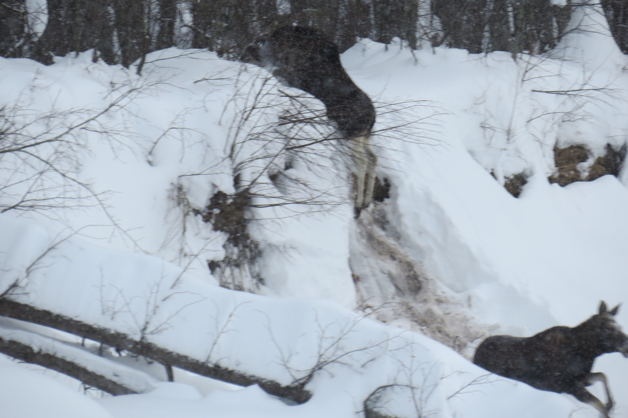 Лоси в Марий Эл придумали, как выживать в лесах с глубокими сугробами
